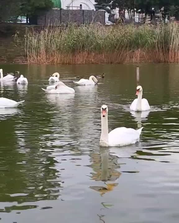 ���������, �������, ����������� ������ �������� �� ������ ����� ����� � �������������� �����