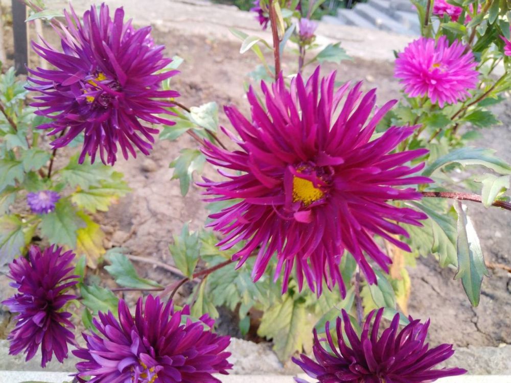 ������� ����� ����� ������������ ��������� �������� ����������