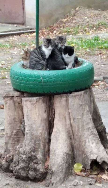 ����-������ � ��������