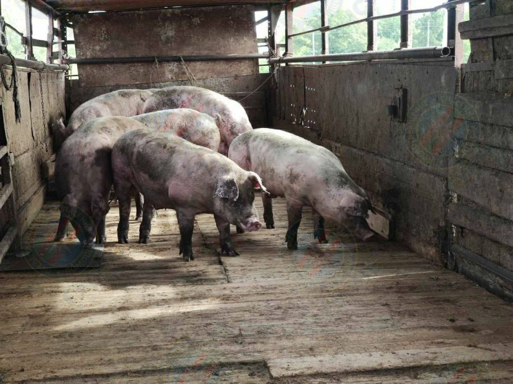 ��� ������������ ���� ��� � ����������, ������� �� �������