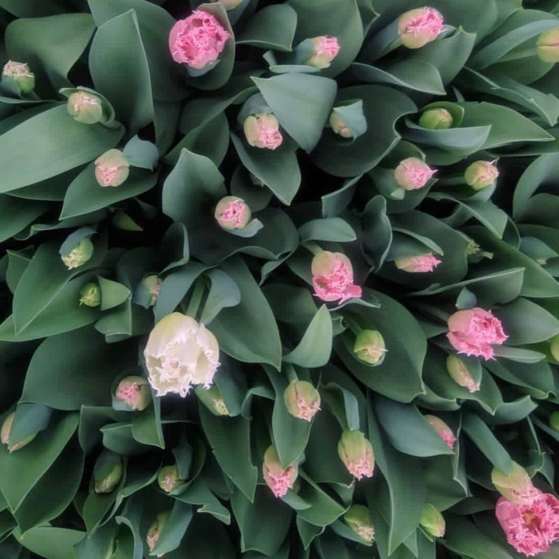 ����������� ���� ��� � ��������� � ���������� � ��� � ��������