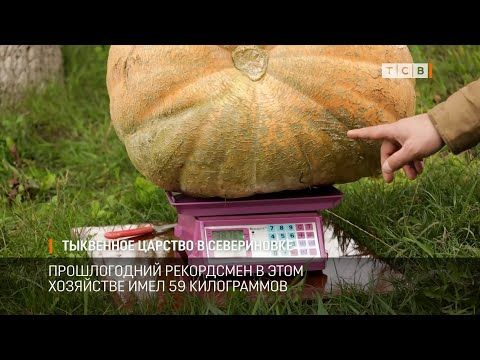 ��������� ������ ��� �������� � ��������� ������. ������ ��� ������� ������ ����� ��������� ����� �����, ��� ������, 40 �����������. ���� ����� �������� � �������� ���