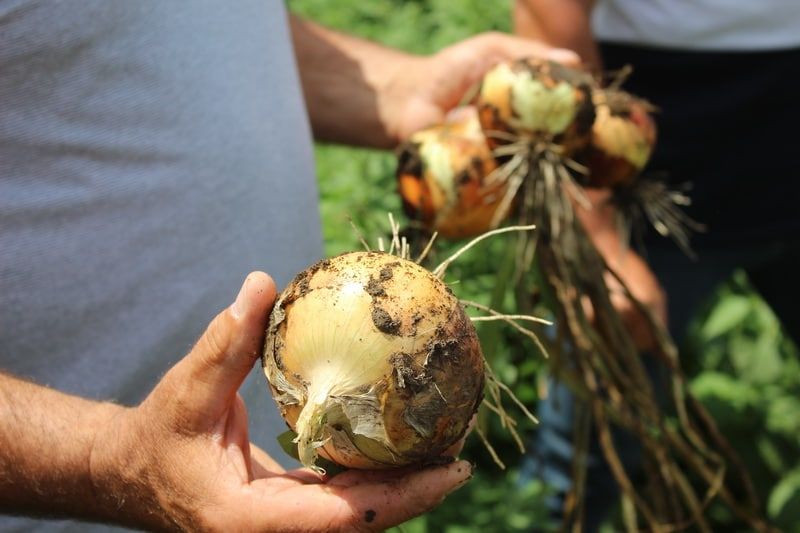 ������������ ������ ������ � ��������