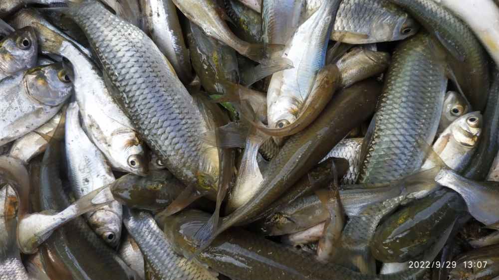 ���������� ����������������� �������� �������������