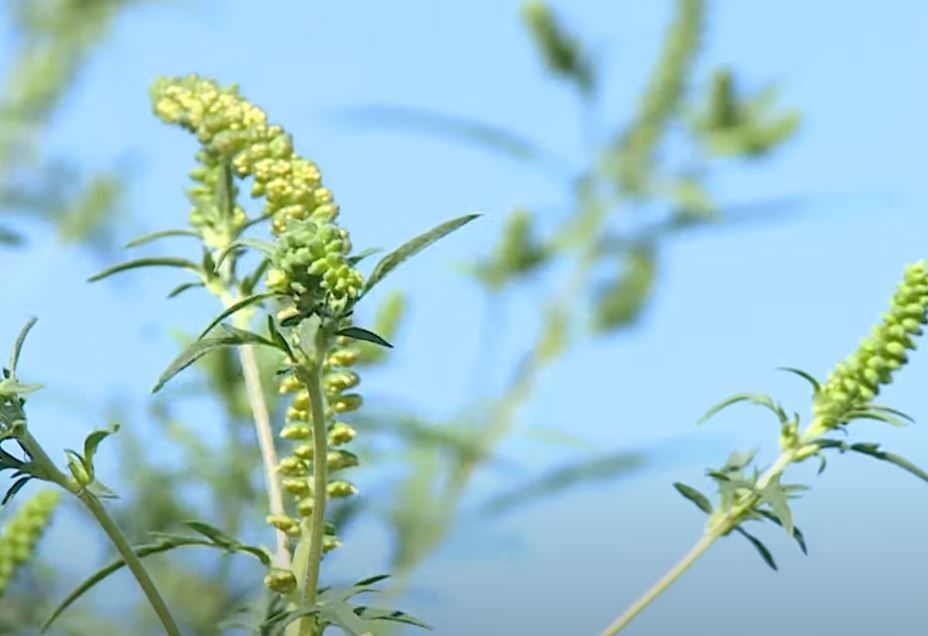 ����������� ���������� �� ��������� �������� ��������������