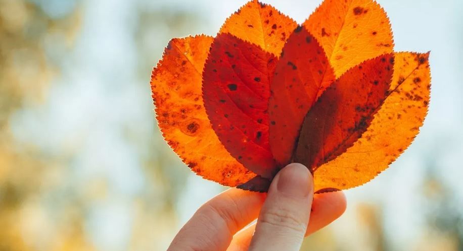 ������������ ������� 11 ������� ���������� ������������ �������� �����������, �������� �����������