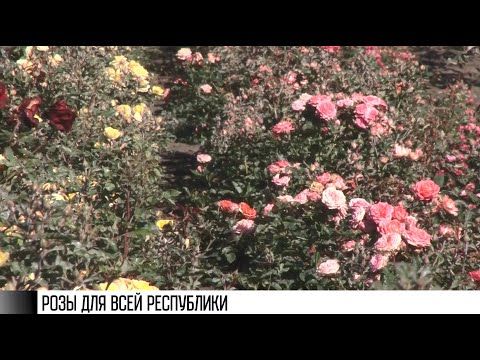 ���� ��� ���� ����������