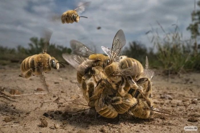 ���������� ����� ������������ ������� (Natural History Museum) ������ ���������� �������� ��������� ����� ������� 2022 ����