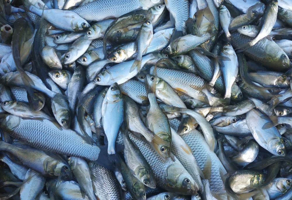 ���������� � ������������ �������������