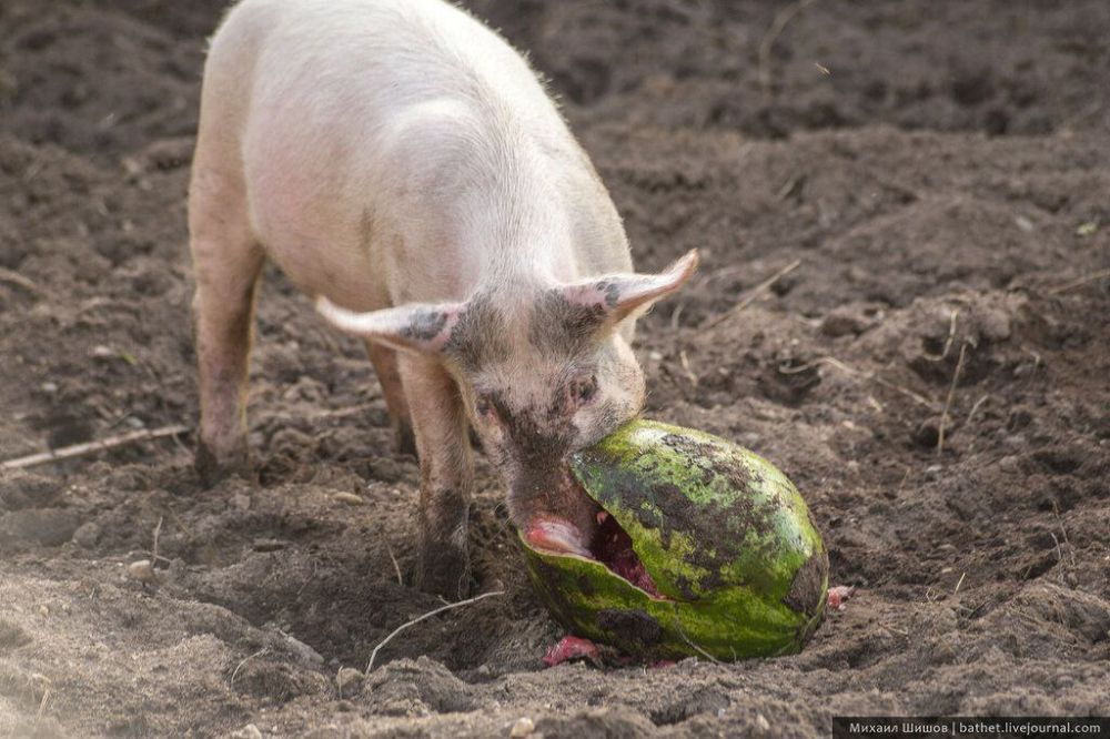 � ���������� ������� ���� ������ ���. ��� ������ ������ ���������� �������, �� �������� ������ �� ����