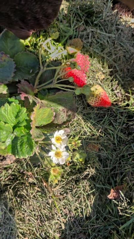 ��� �������� ��������