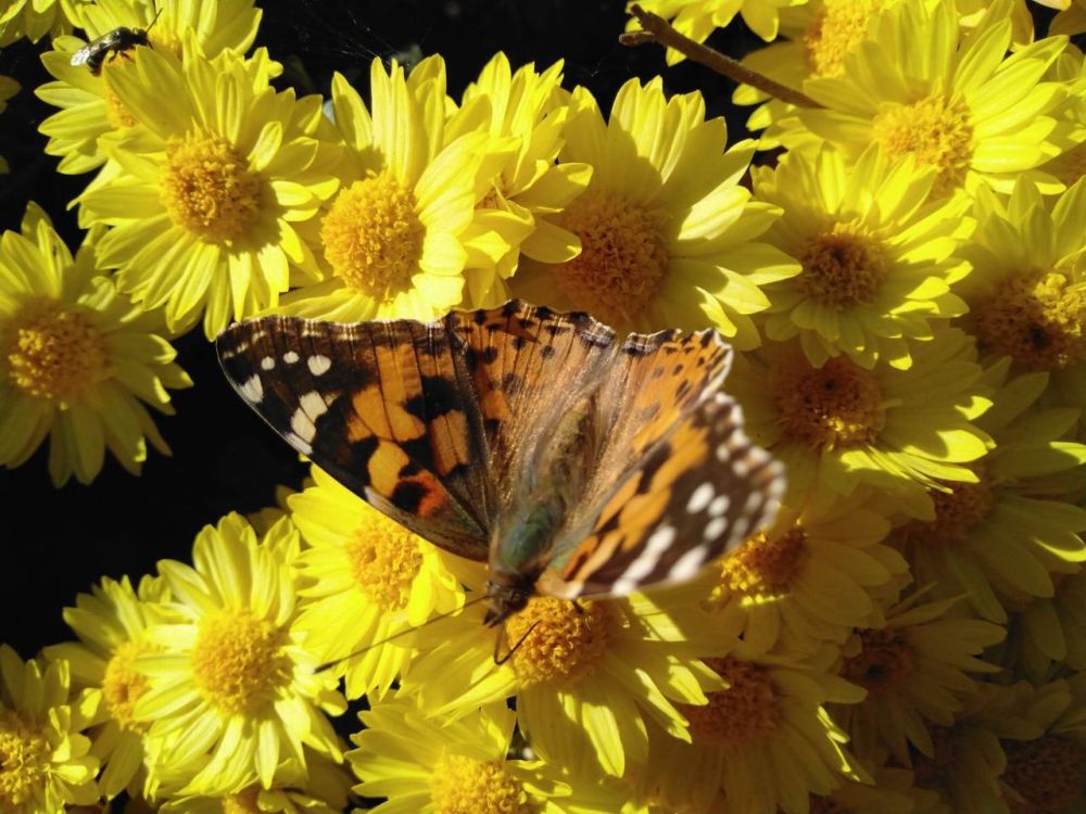 ��� ������� ������� ��� ������� �����