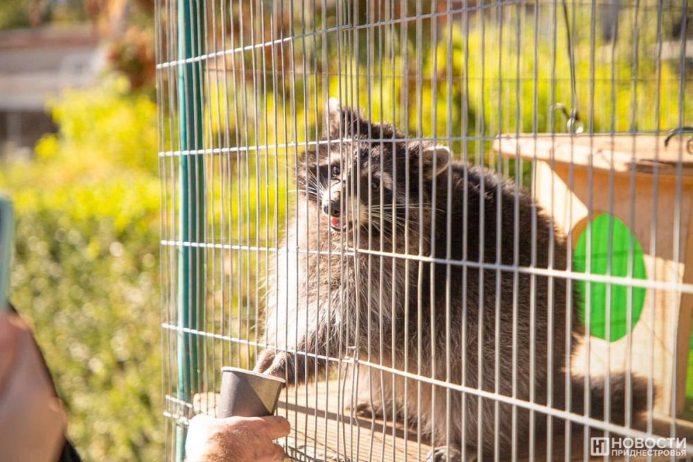 � ������������ �������� ����� ����� 600 ��������