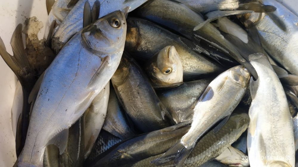 �� ���� ������ �������� � ������� ����� 5,3 ����� ���������� ����