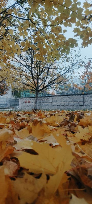 ���������� "�����"