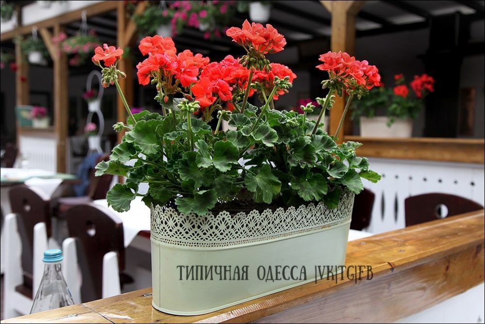 � ������ ��������� ��������� ������ ������� �� ����� ��������� ������ � �������(� �������) ����� ���������� ������������ �����������