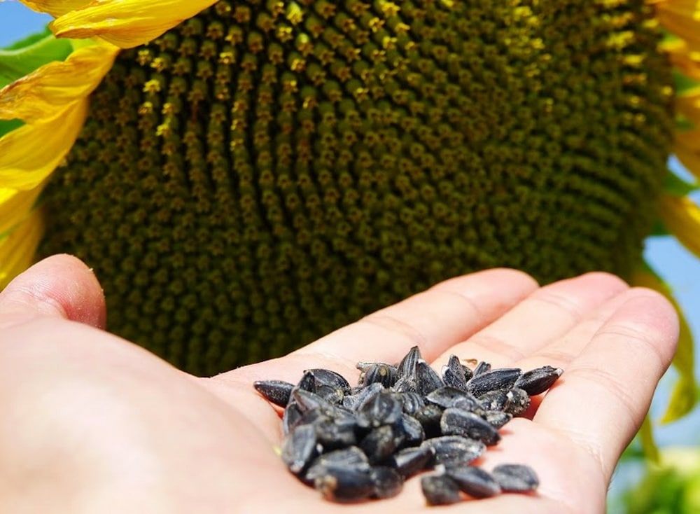 ��������� ��������. ������������ ����� � 97,2% �������� �������, ������� ����������� ���������� 15,5 �/��. ������������ ������ �������� �� �����