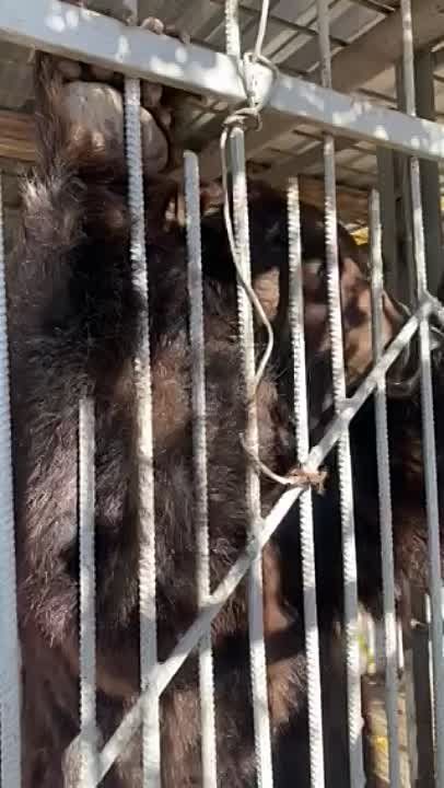 ��������� ���� �� ������������� �������� �� ������, ��� �������� � ������ ����