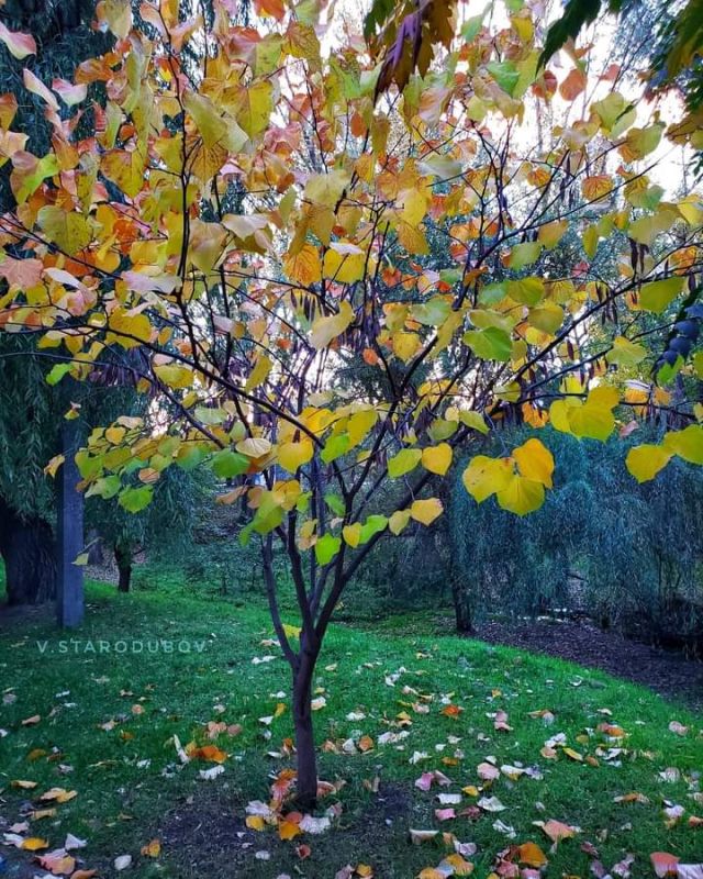 ���������. �������.. ���� ��������� �����������