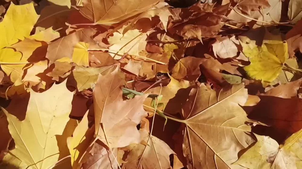 �������, �� ����?. ����� ����������