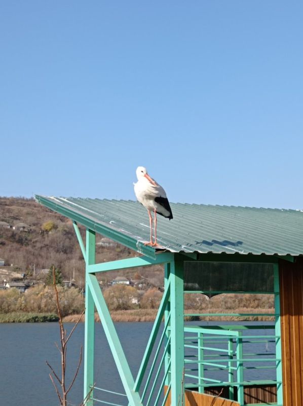 ����������� �������� ������