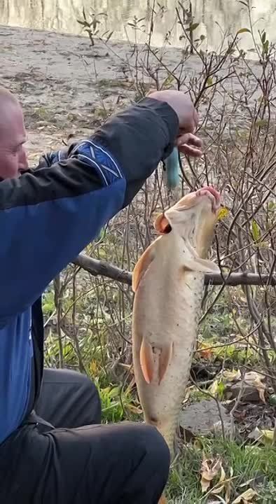 ������ ��� �� �������. �����. 8,5 ����