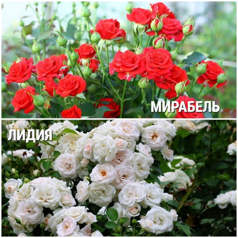 �������� ���� �������� � �����