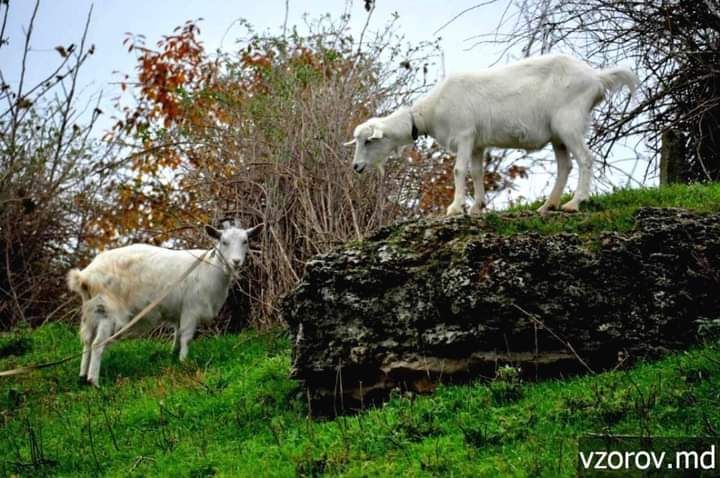 � ���� ���� (������������ �����)