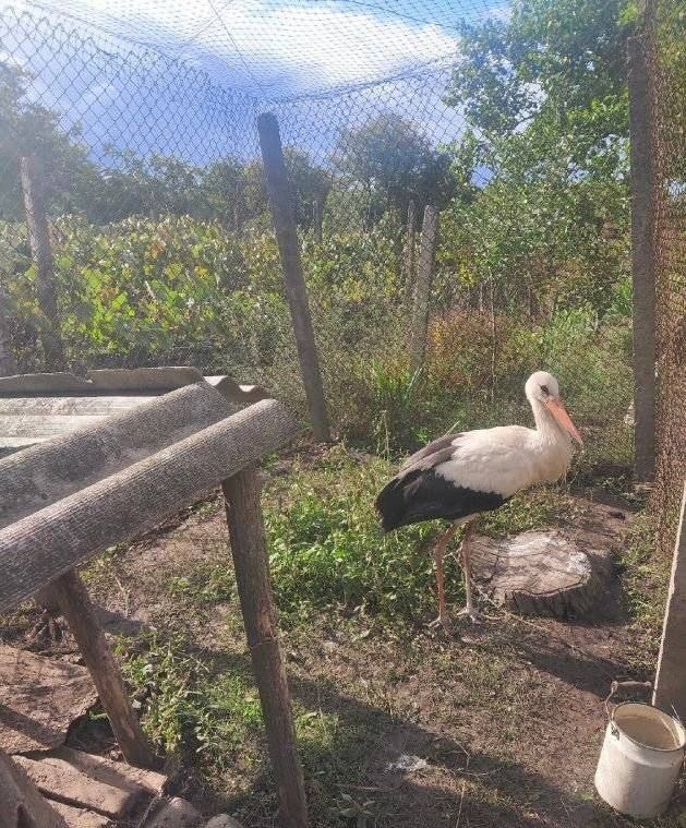 ����-2. ������� ��� ������, ��� �������� �����-������� �� ������ �������������