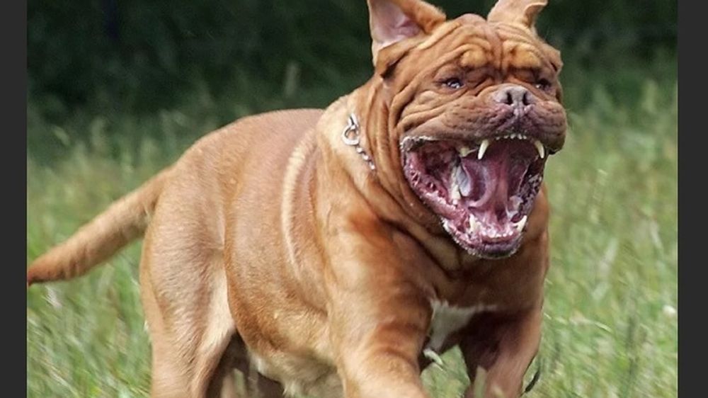 ��������� ��� ��������� ������ � ��������: �������-���������� � ����������, � ����������� ������ �������