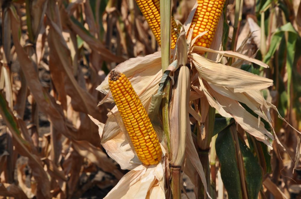 � ������������� �������� �� ����� ������ �� 77% �������� ��������