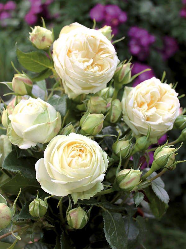 � ������ ��������� �� ����� ��������� ������ ����� ����������� ����