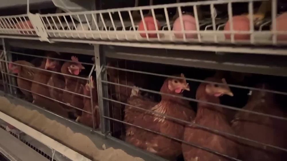 ��� �� ������ ������� �� ���������