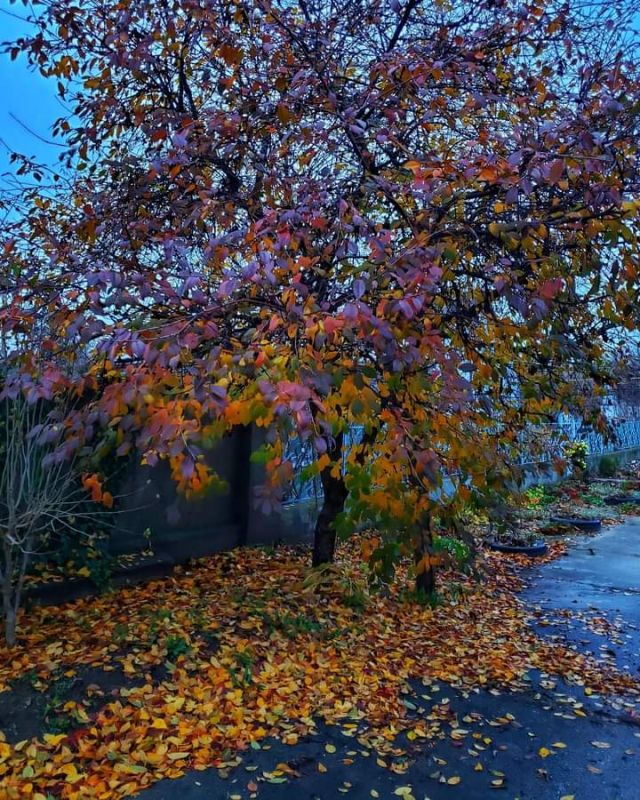 ���������. ������. �����