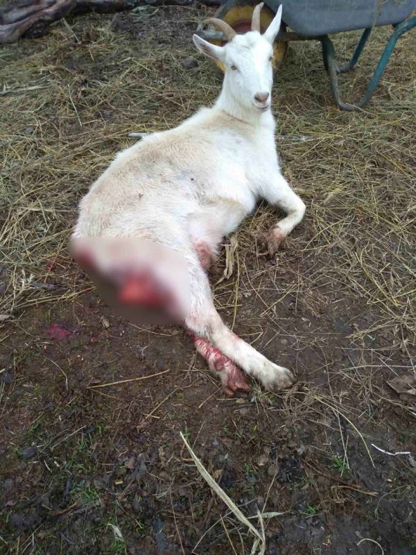 � �������� �������� ���������� ����