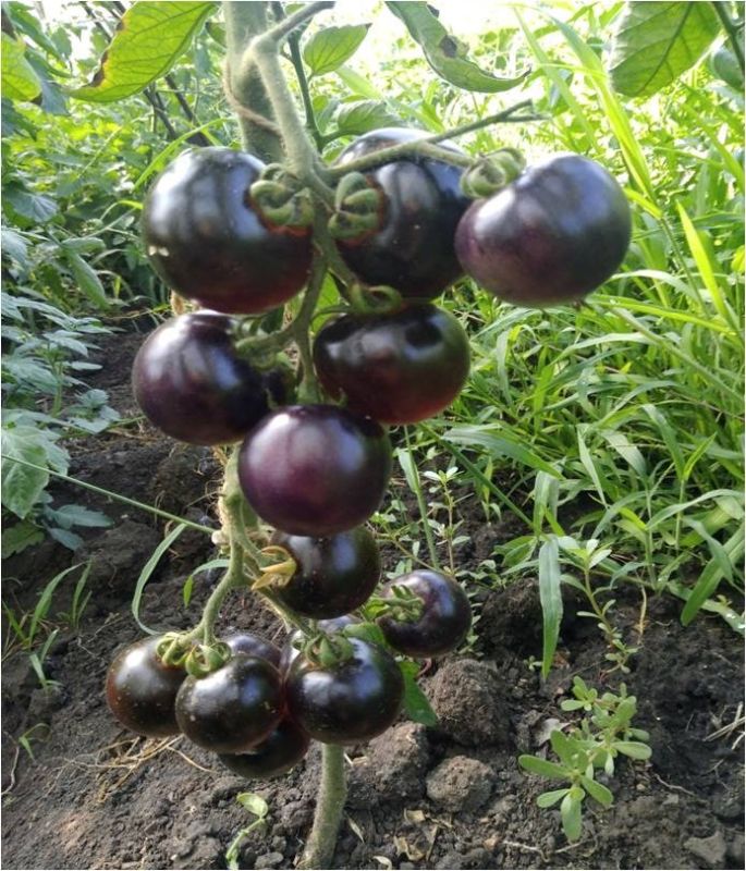 ���������� ������, ����� ��������, �������� �������