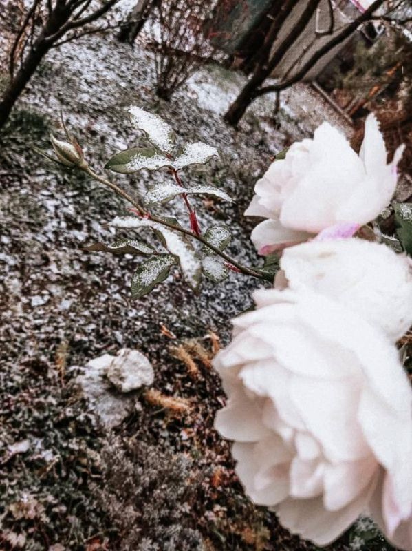 ��������� ����� ��� ������ ������