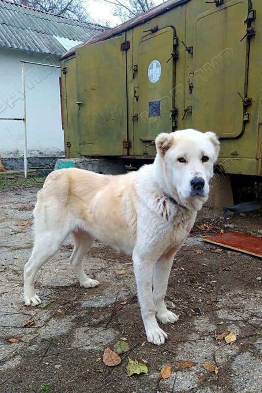 ������� ������ ������, ����������!