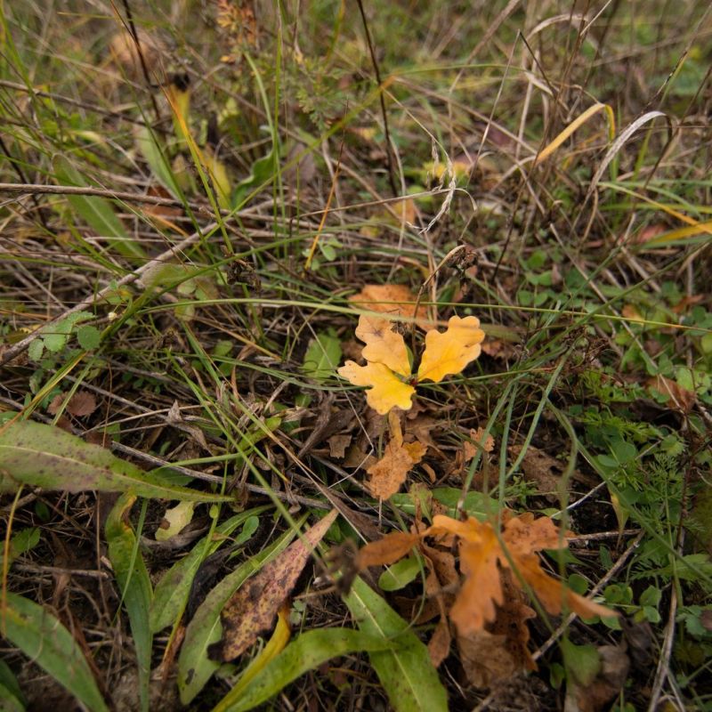 � ������� ���� ��������� �������� ���������� �����