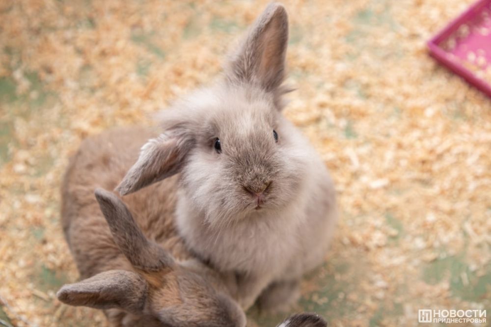 ������ �������� ���� - ������ ������� ������ (����, ���)