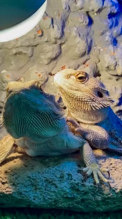 ���������� ������� ������