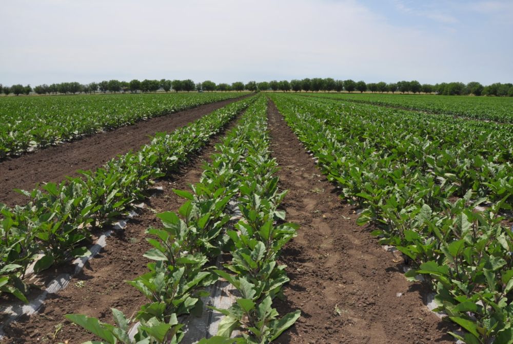 ���� - �� ���������� � �������������� ���������� ����