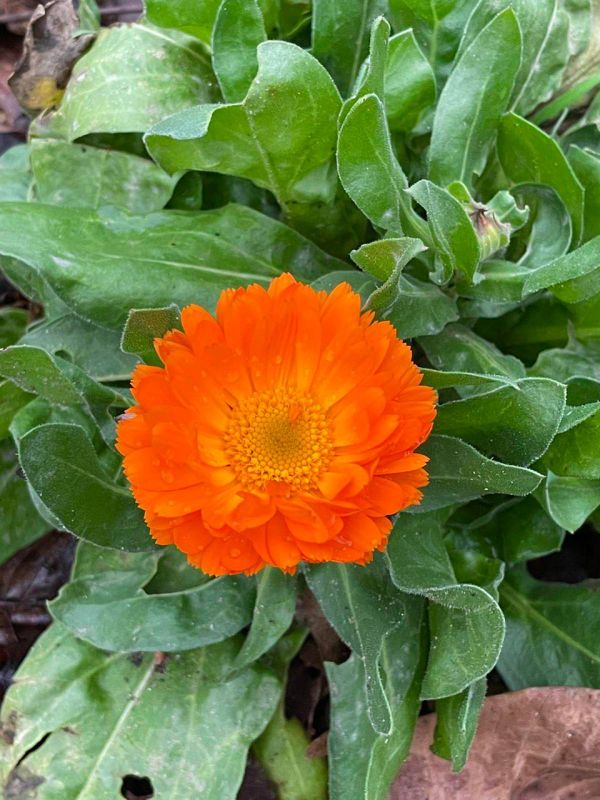 � ��� �� ������������ ������� � �������������: � ���������� ������ ��������� � �������