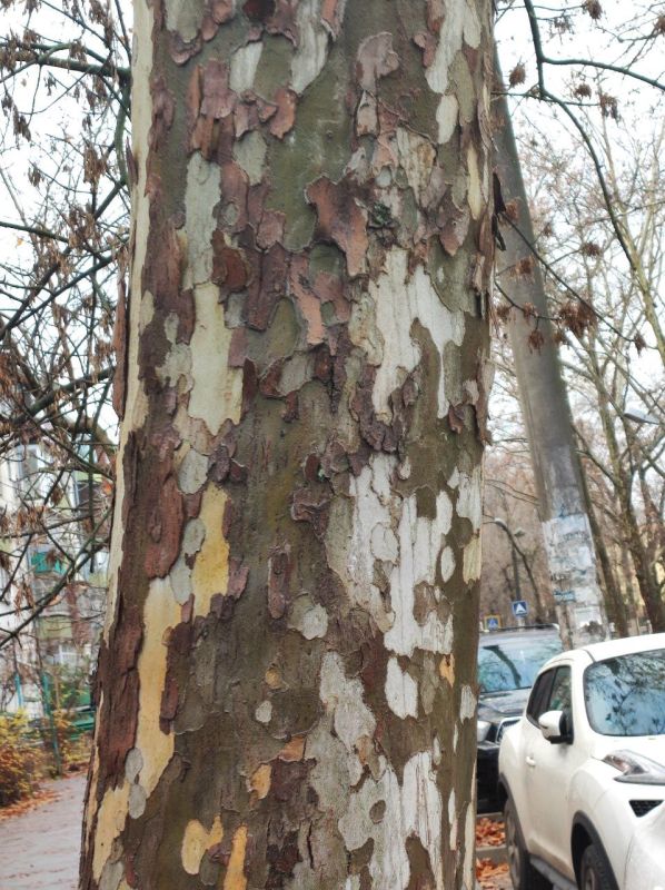 ��� ����� ����������, ��� ��� ������������ ���������