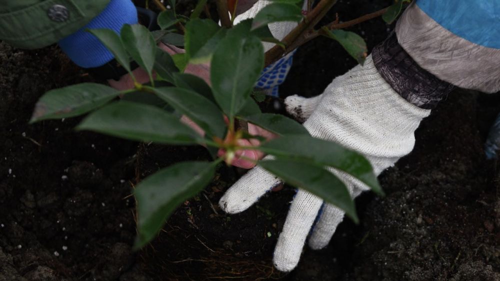 ������ 15 ������ ���� ������ �������� �������� ����������� ������ ������