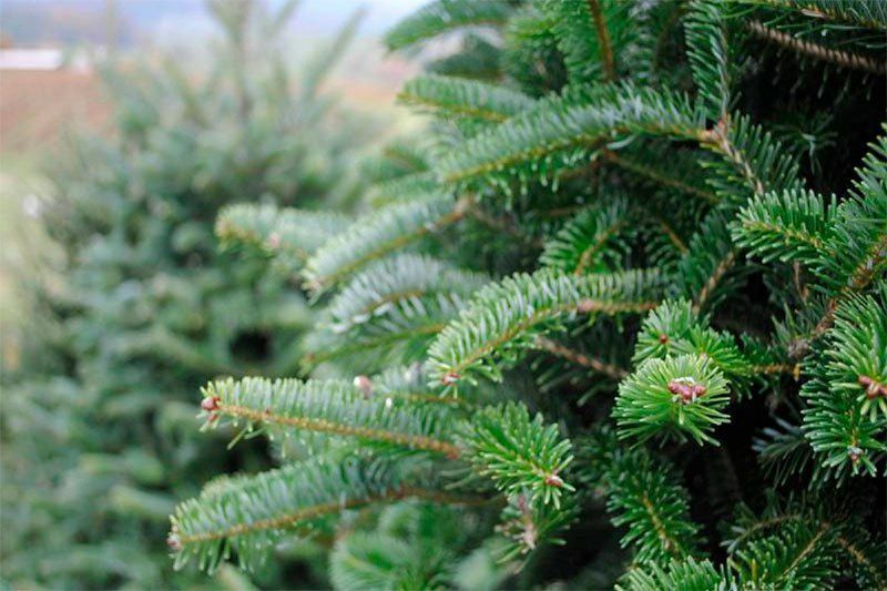 ������ ��� �������?. ������� �� ���������� ����������, � ������ �������, ��������������� ���������� �������������...