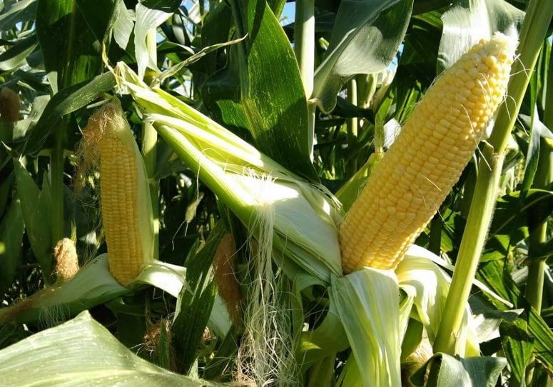 � ��������������� ��� ��������� ��������� ������������ ������������ ������� �������