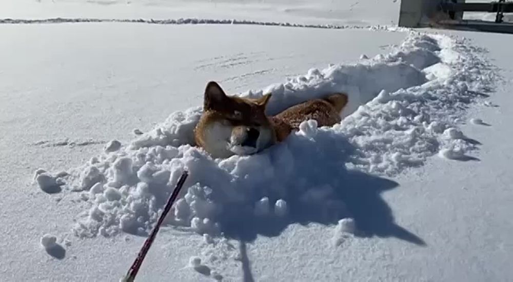 � ������ ������ ��������� ���������� �����