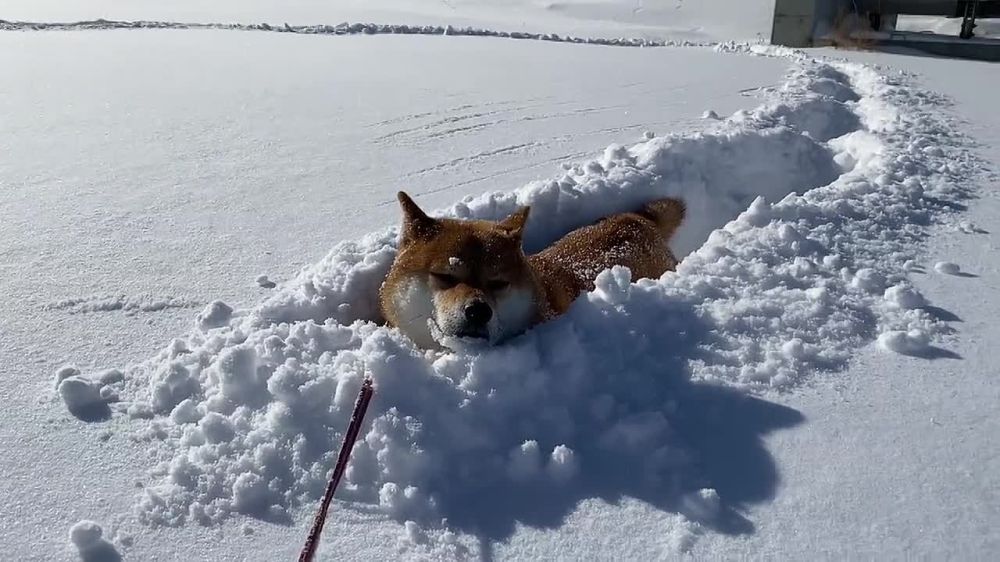 � ������ ��-�� ����������� ��������� ����� 18.000 ������� �������� ��� ����� � �����