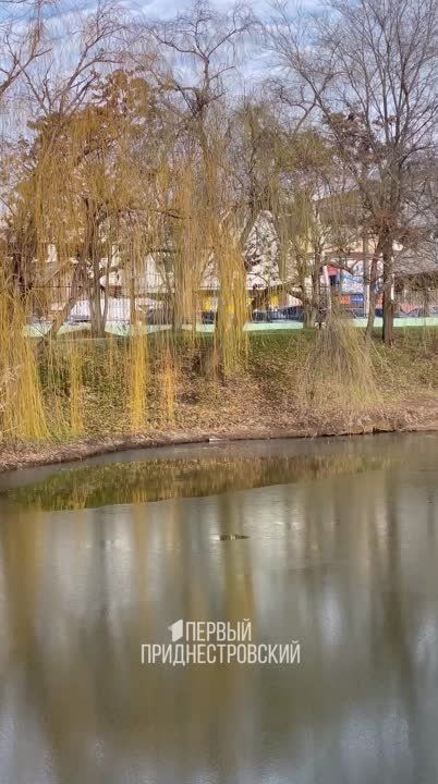 ������ ������ ����������� ������� ������